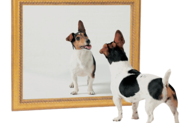 Por Que Certos Animais Não se Reconhecem Pelo Espelho?
